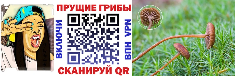 Галлюциногенные грибы Psilocybine cubensis  как найти закладки  Семилуки 